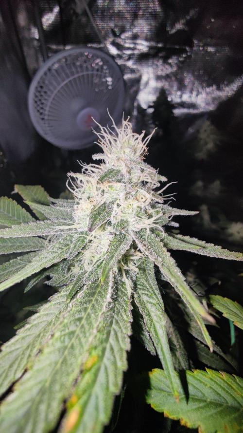 🌱 King Z — A Med. Bagseed Experiment 🌱. Week 13
