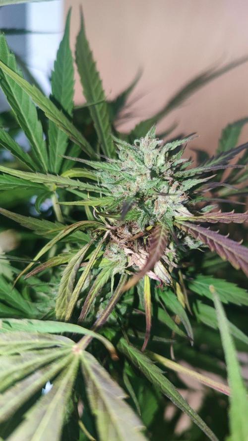 ☀️ Balcony Jungle 🌱 2026. Week 20