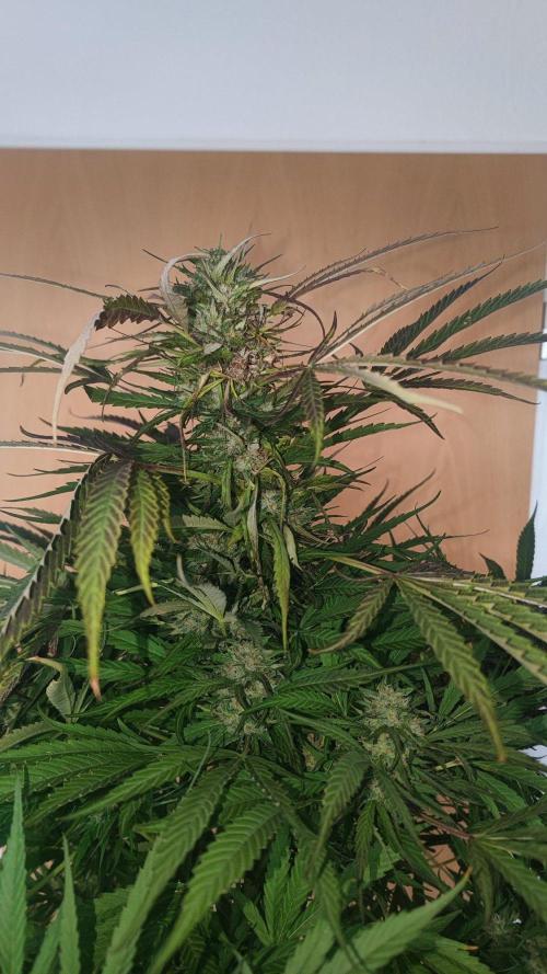 ☀️ Balcony Jungle 🌱 2026. Week 20
