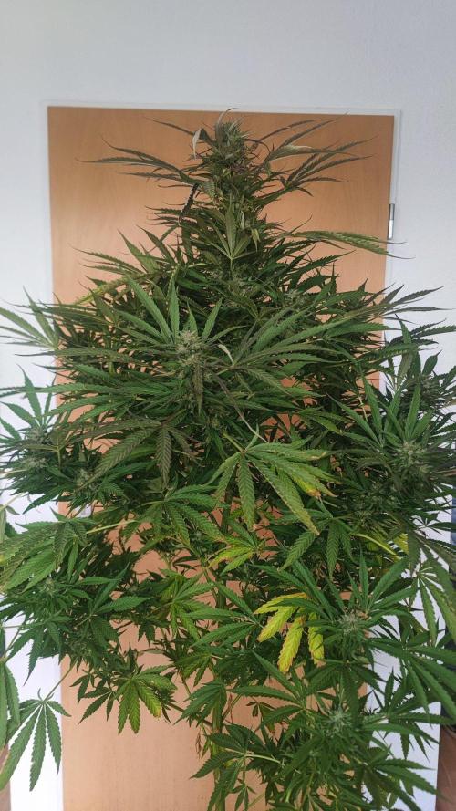 ☀️ Balcony Jungle 🌱 2026. Week 20