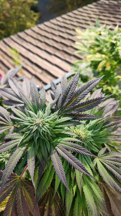 ☀️ Balcony Jungle 🌱 2026. Week 20