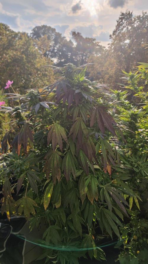 ☀️ Balcony Jungle 🌱 2026. Week 20