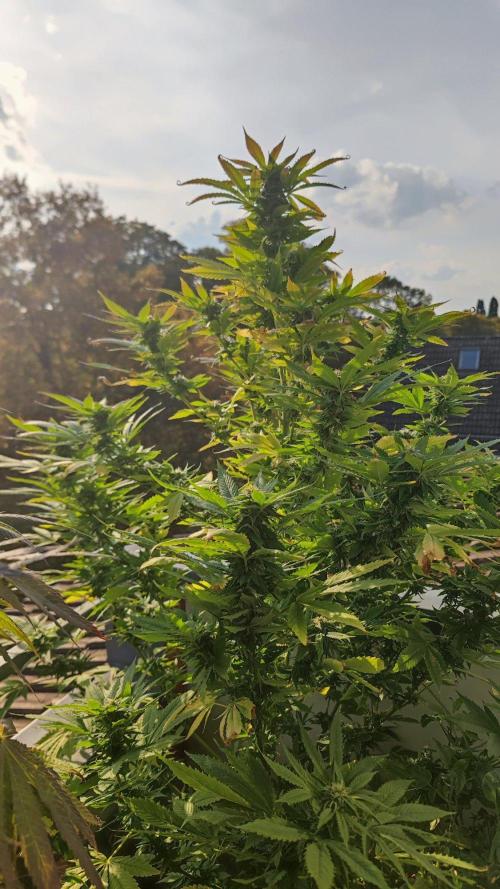 ☀️ Balcony Jungle 🌱 2026. Week 20
