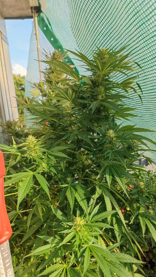 ☀️ Balcony Jungle 🌱 2026. Week 20