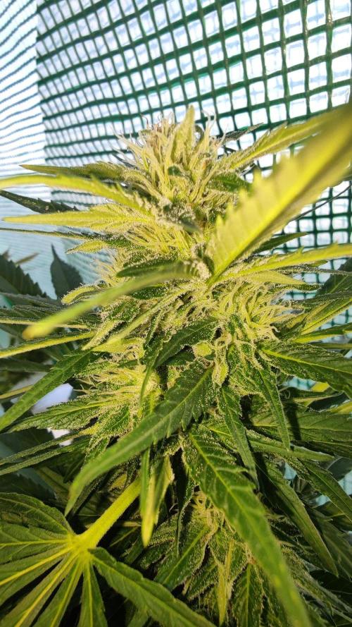 ☀️ Balcony Jungle 🌱 2026. Week 20