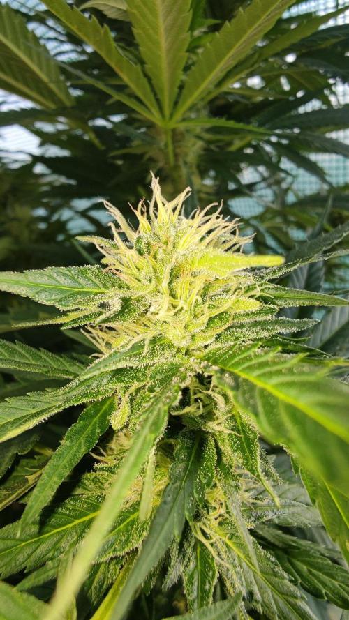 ☀️ Balcony Jungle 🌱 2026. Week 20