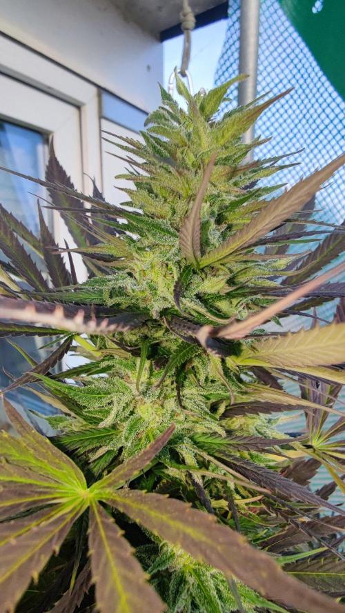 ☀️ Balcony Jungle 🌱 2026. Week 20