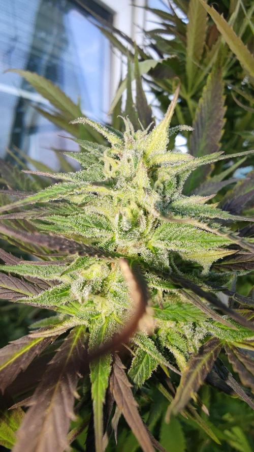 ☀️ Balcony Jungle 🌱 2026. Week 20