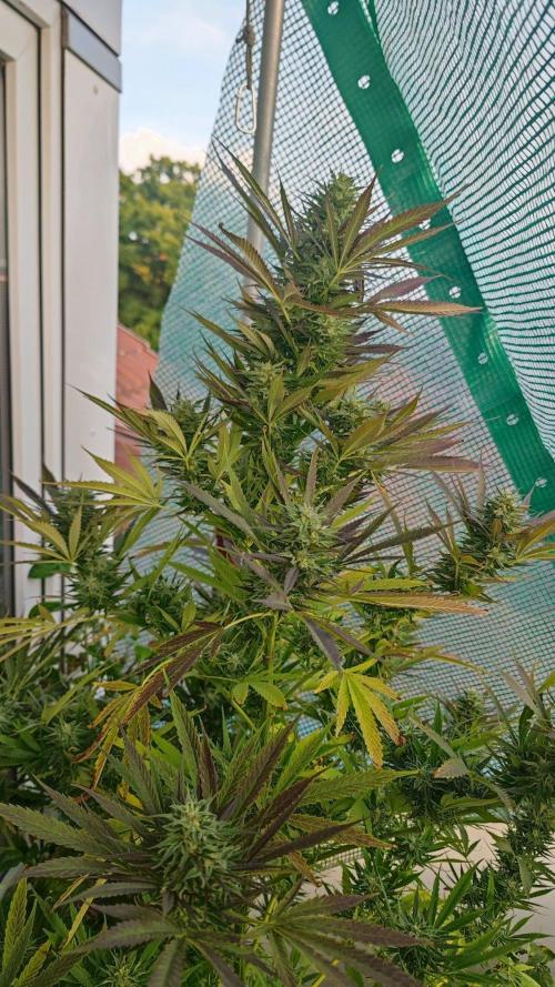 ☀️ Balcony Jungle 🌱 2026. Week 20