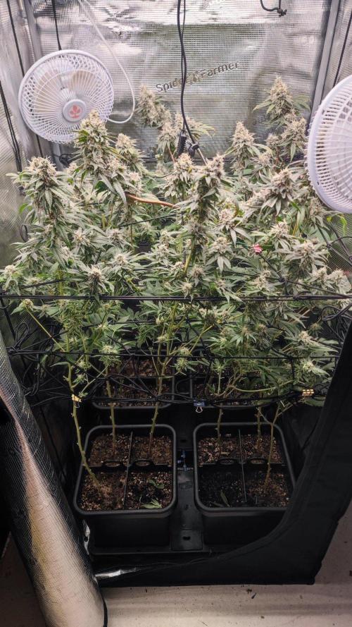 🌱 King Z — A Med. Bagseed Experiment 🌱. Week 15