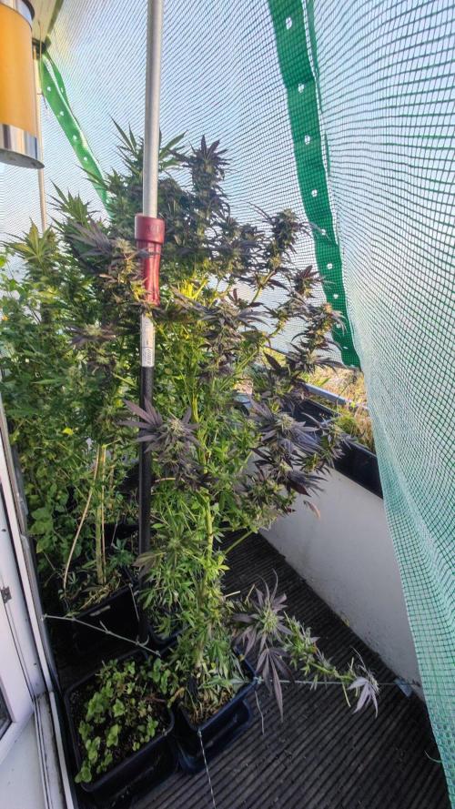 ☀️ Balcony Jungle 🌱 2026. Week 22