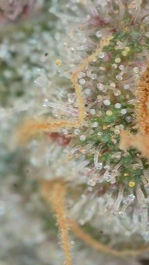 Pink Gelato / Kannabia / Indoor. Week 20