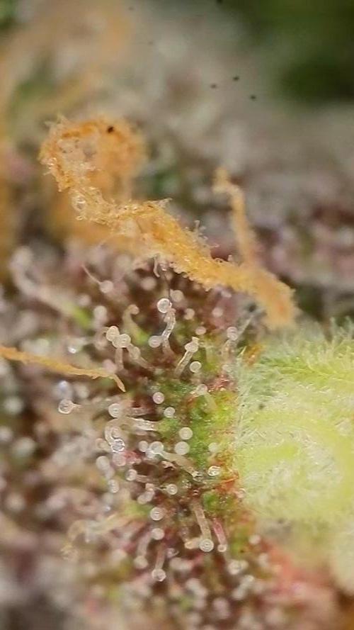 Biotabs Interview 💚🌱. Week 8