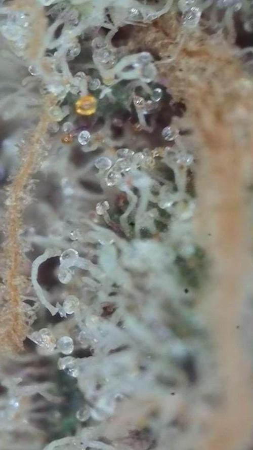 Pink Gelato / Kannabia / Indoor. Week 22
