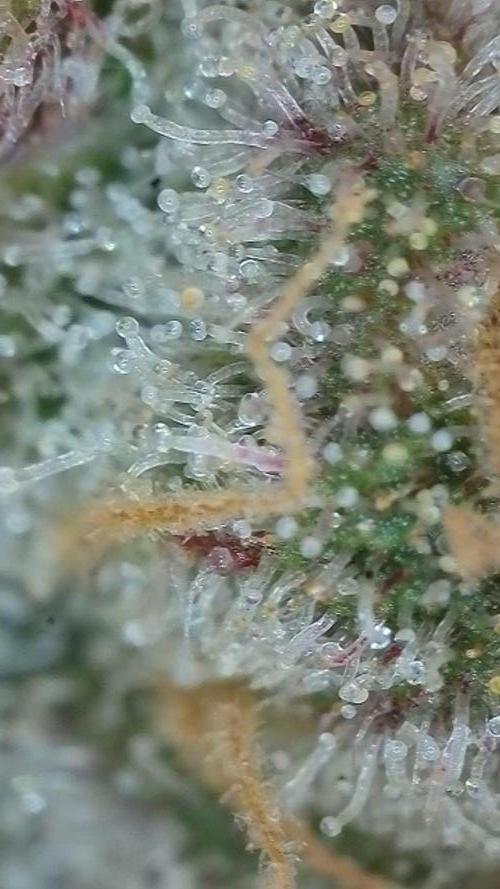 Pink Gelato / Kannabia / Indoor. Week 20