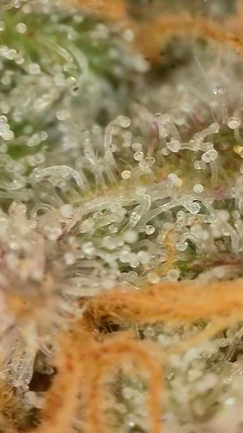 Biotabs Interview 💚🌱. Week 8