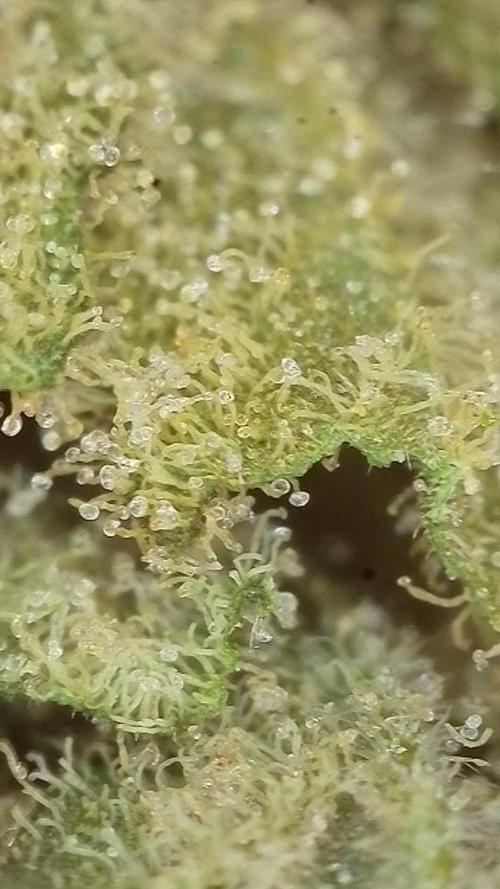 Pink Gelato / Kannabia / Indoor. Week 22