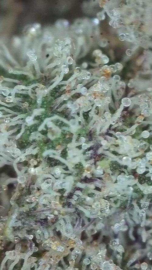 Pink Gelato / Kannabia / Indoor. Week 22