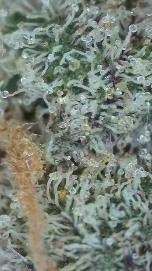 Pink Gelato / Kannabia / Indoor. Week 22