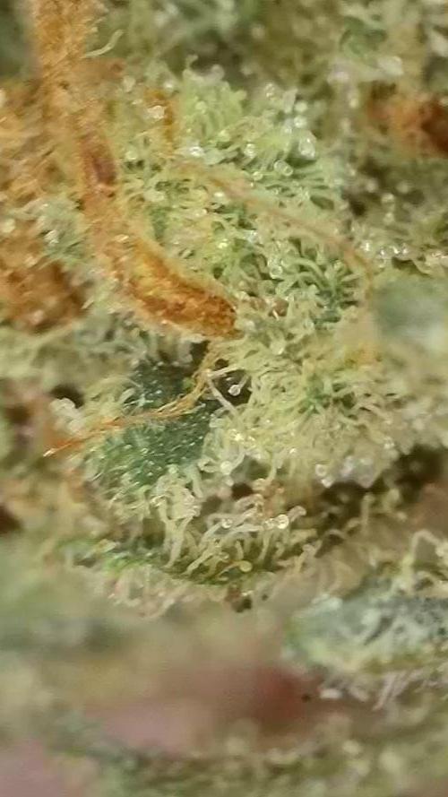 Rainbow Sherbert #11 / Kannabia / Indoor. Week 22