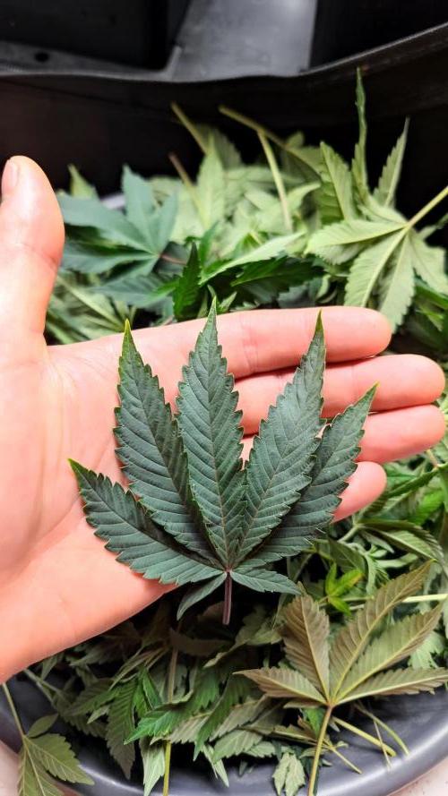 🌱 King Z — A Med. Bagseed Experiment 🌱. Week 7