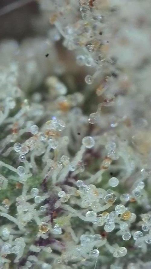 Pink Gelato / Kannabia / Indoor. Week 22
