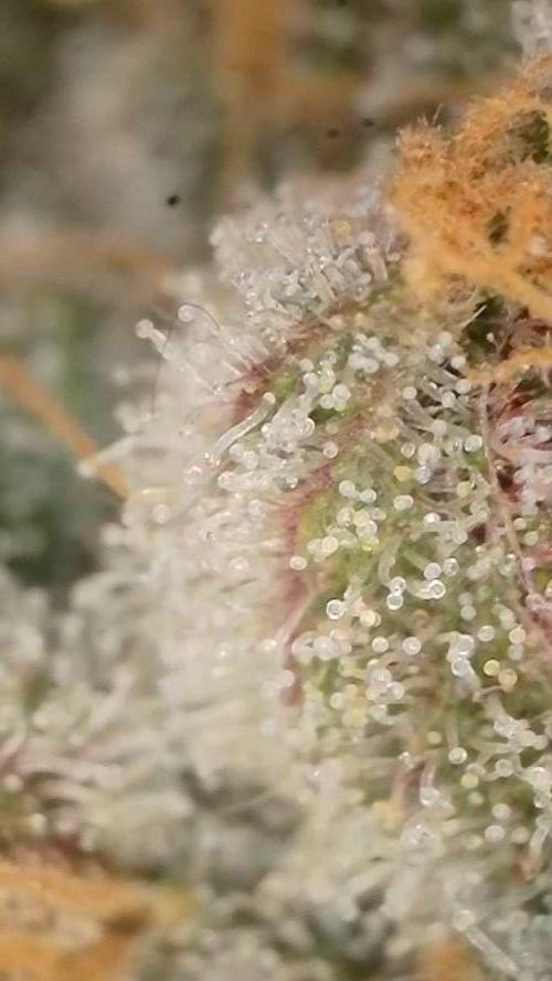 Biotabs Interview 💚🌱. Week 8