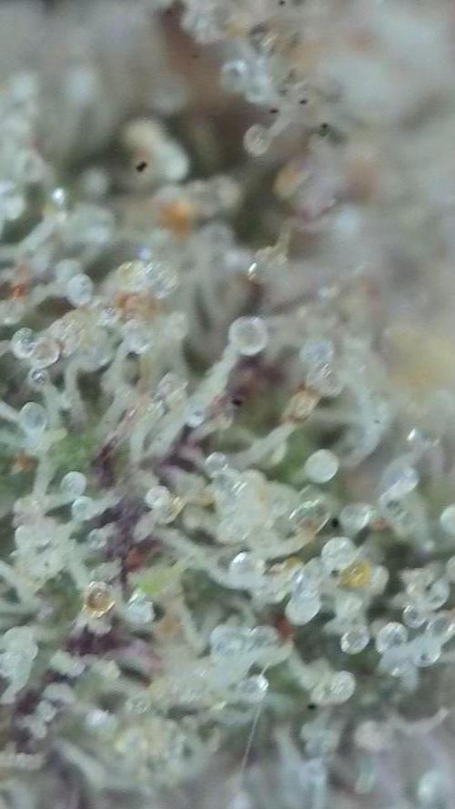 Pink Gelato / Kannabia / Indoor. Week 22