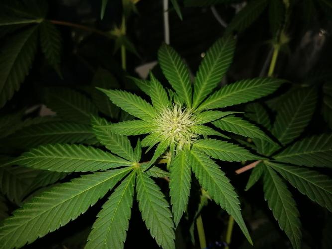 Purple Lemonade FF. Week 8