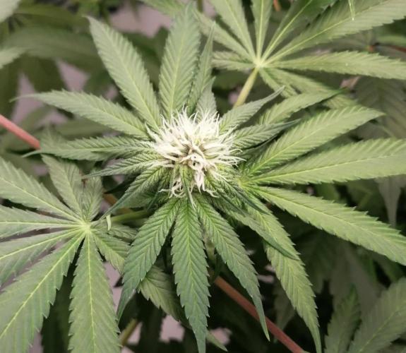 Purple Lemonade FF. Week 8