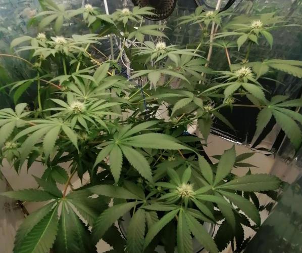 Purple Lemonade FF. Week 8