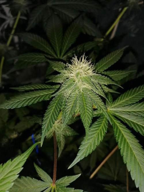 Purple Lemonade FF. Week 9