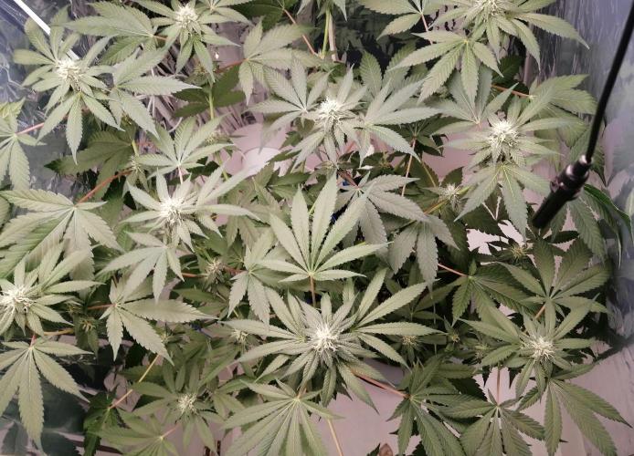 Purple Lemonade FF. Week 9