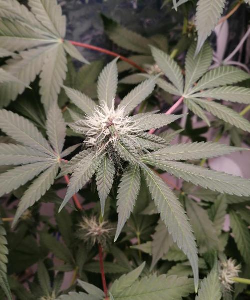 Purple Lemonade FF. Week 9