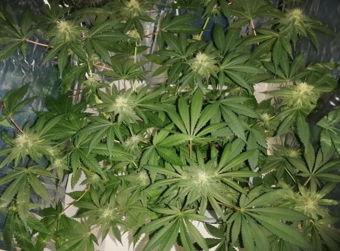 Purple Lemonade FF. Week 10