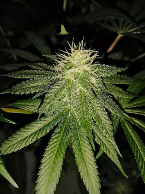 Purple Lemonade FF. Week 10