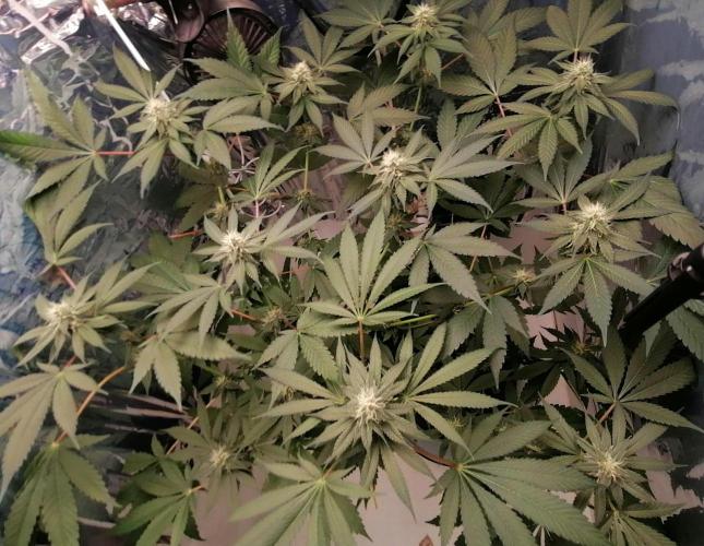 Purple Lemonade FF. Week 10