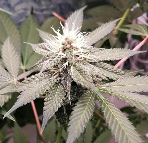 Purple Lemonade FF. Week 10