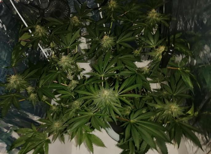 Purple Lemonade FF. Week 11