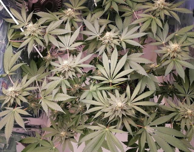 Purple Lemonade FF. Week 11