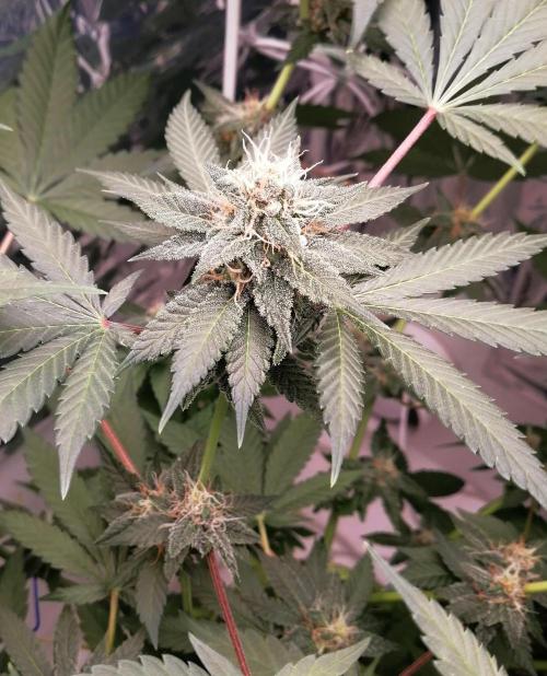 Purple Lemonade FF. Week 11