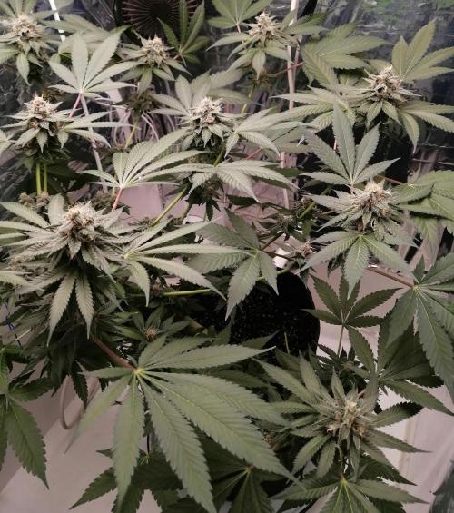 Purple Lemonade FF. Week 12