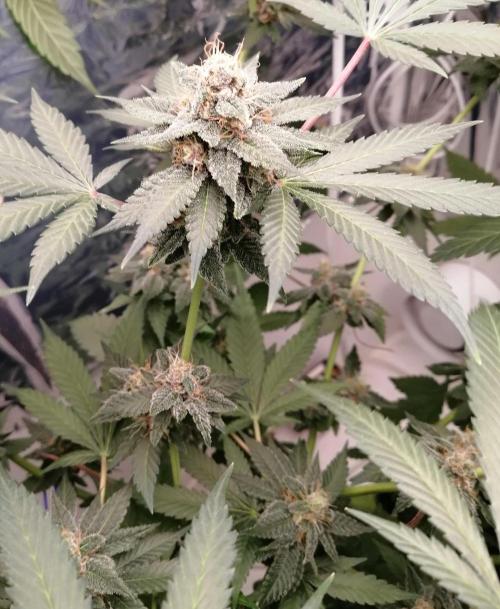 Purple Lemonade FF. Week 12