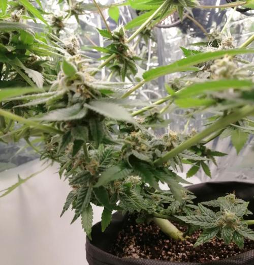 Purple Lemonade FF. Week 12