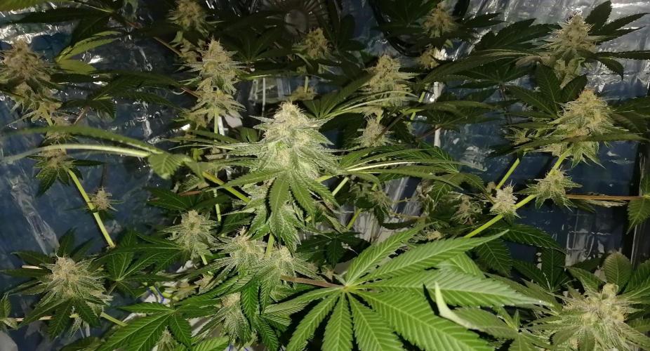 Purple Lemonade FF. Week 12
