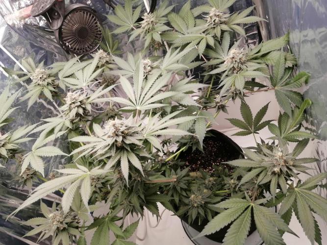 Purple Lemonade FF. Week 13