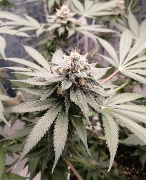Purple Lemonade FF. Week 13