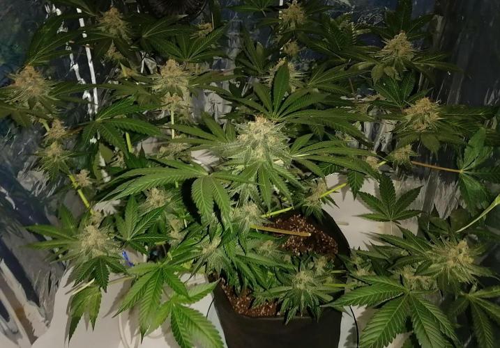 Purple Lemonade FF. Week 13