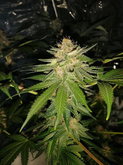 Purple Lemonade FF. Week 14