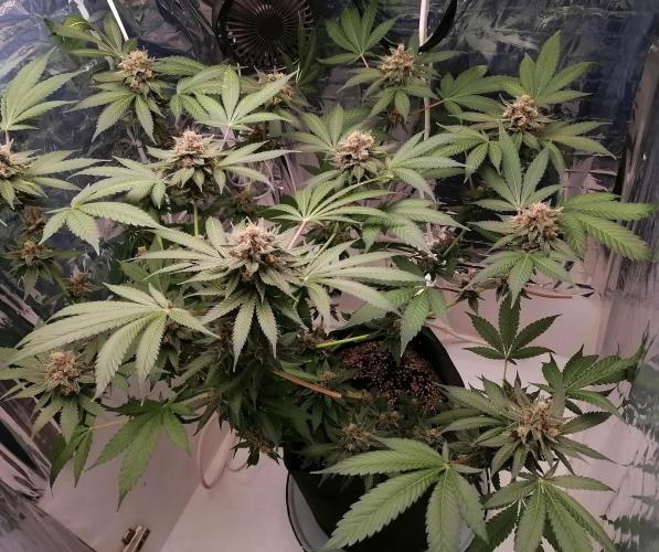 Purple Lemonade FF. Week 14